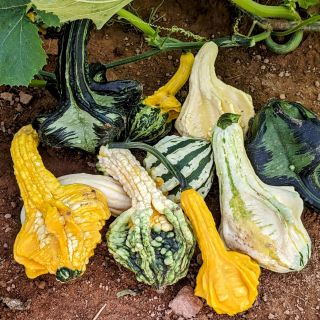 Autumn Wings Gourds Thumbnail